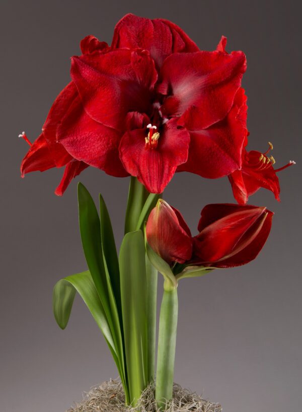 Close-up of the vibrant Merry Christmas Amaryllis, grown from a bare bulb, featuring multiple large, trumpet-shaped blossoms. The blooms are set against a neutral background, highlighting the plant's green leaves and delicate structure.