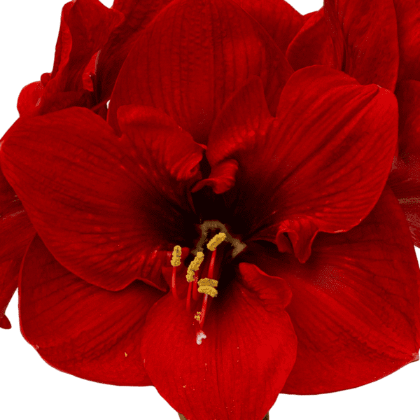 Close-up of a vibrant red Merry Christmas Amaryllis - Bare Bulb in full bloom, showcasing its large, velvety petals and prominent yellow stamens. The detailed texture and rich color of the petals are clearly visible, highlighting the flower's natural beauty.