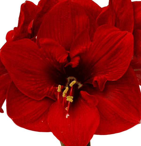 Close-up of a vibrant red Merry Christmas Amaryllis - Bare Bulb in full bloom, showcasing its large, velvety petals and prominent yellow stamens. The detailed texture and rich color of the petals are clearly visible, highlighting the flower's natural beauty.