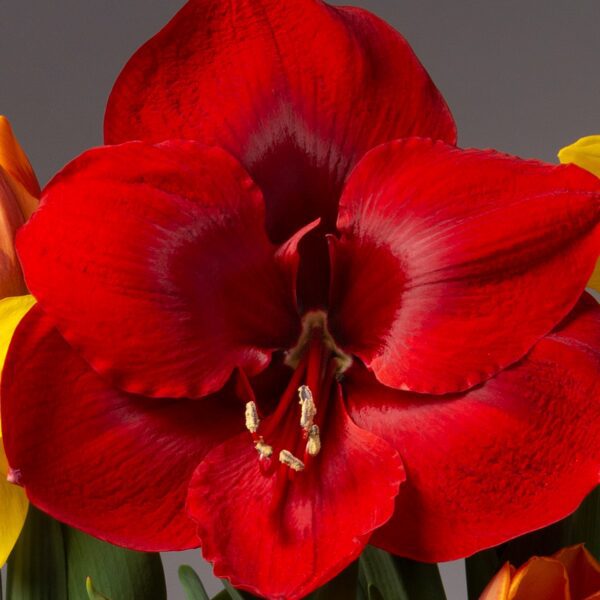 Close-up of a vibrant red Miracle Amaryllis - Bare Bulb flower in full bloom against a neutral gray background. The petals exhibit rich coloration with subtle variations in hue, and the flower's stamens are prominently visible at the center.