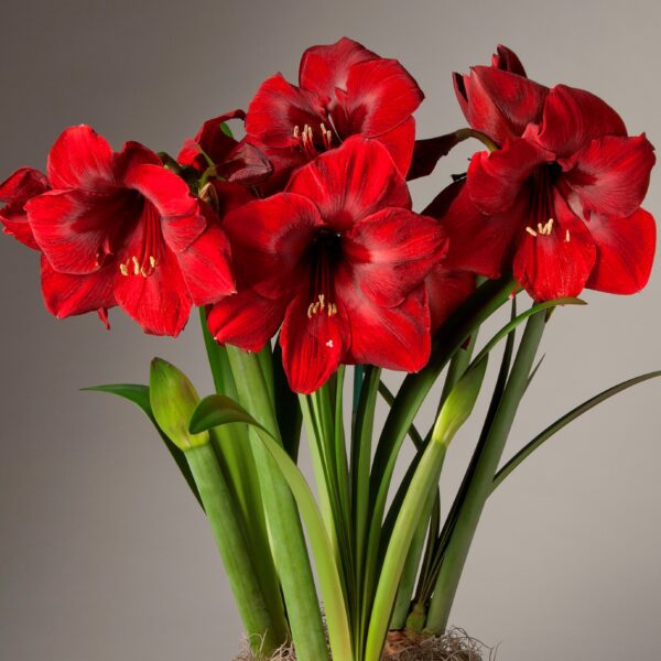 A cluster of vibrant red Miracle Amaryllis - Potted Trio flowers with long green leaves stands out against a neutral background. These flowers feature multiple trumpet-shaped blooms, each highlighting yellow stamens at the center.