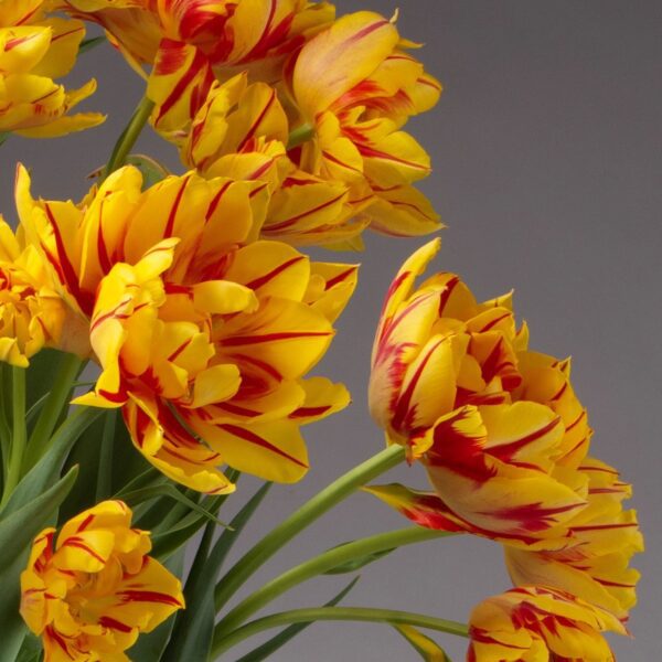 Yellow and Red Monsella Double Tulips.