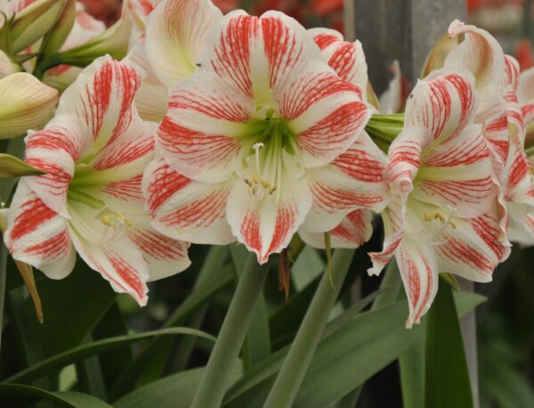 Close-up of the "Moon Scene" Amaryllis flowers featuring white petals with vibrant red streaks radiating from the center. The flowers have long, green stems and broad leaves in the background, creating a composition that captures the beauty and intricate patterns of these stunning blossoms.