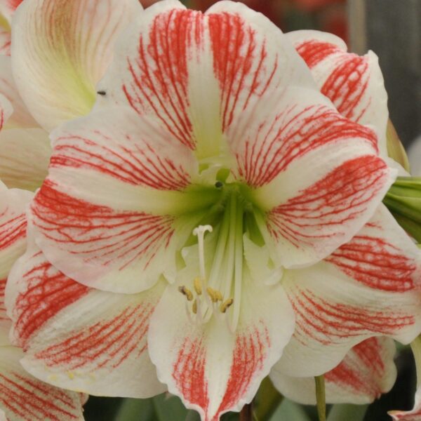 Close-up of the Moon Scene Amaryllis flower. The petals are white with striking red streaks radiating from the center, with greenish-yellow stamens and pistils in the middle, set against a blurred green background reminiscent of a serene moonlit scene.