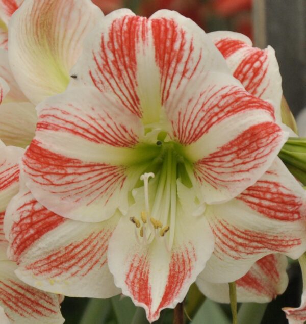 Close-up of the Moon Scene Amaryllis flower. The petals are white with striking red streaks radiating from the center, with greenish-yellow stamens and pistils in the middle, set against a blurred green background reminiscent of a serene moonlit scene.