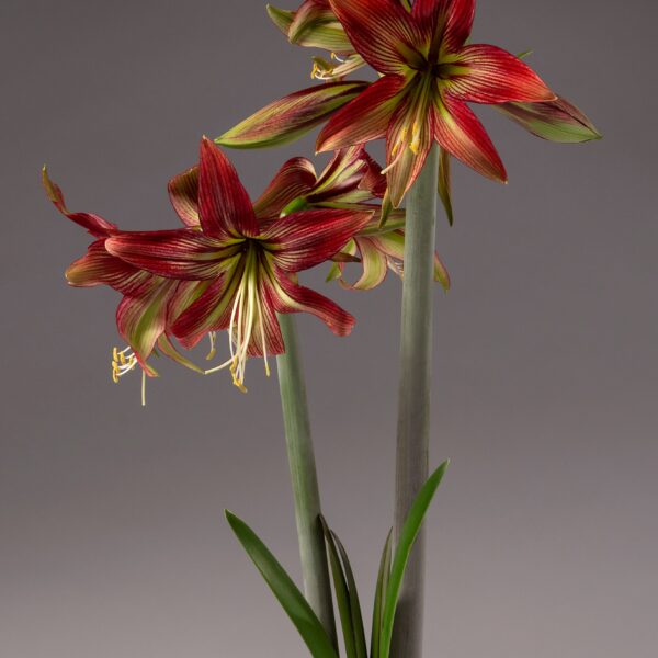 Introducing the Mystica Amaryllis - Bare Bulb, a vibrant plant that blooms into spectacular, star-shaped flowers with striking red and green petals on long, sturdy stems. The flowers are further highlighted by delicate striping and pronounced central veins. At the base, narrow green leaves emerge along with a touch of moss, all set against a subtle gray backdrop.