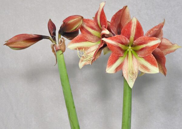 Two vibrant Opal Star Amaryllis flowers with large red and white petals bloom on tall green stems against a light gray background. There are also two emerging Opal Star Amaryllis buds that are yet to open.