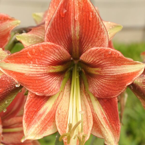 Close-up of a vibrant red and white Opal Star Amaryllis flower with droplets of water on its petals, showcasing its intricate details and stamens. The background is slightly blurred, revealing hints of green foliage and additional Opal Star Amaryllis flowers.