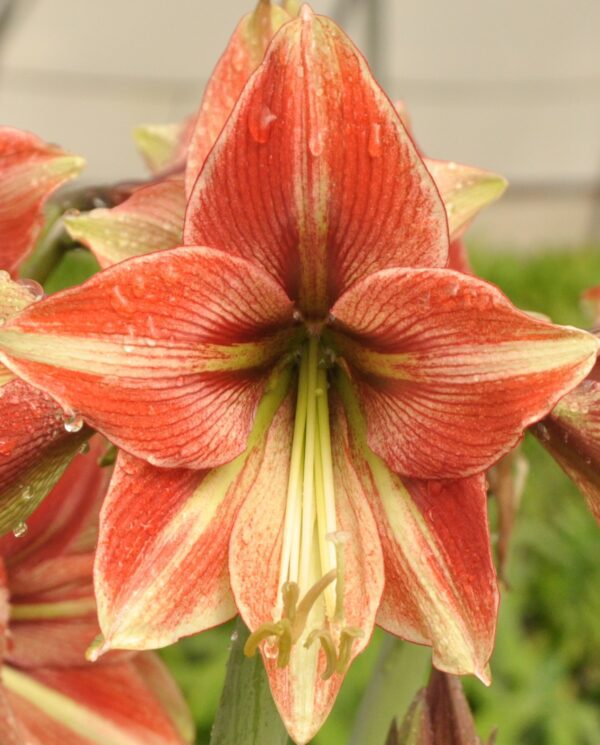 Close-up of a vibrant red and white Opal Star Amaryllis flower with droplets of water on its petals, showcasing its intricate details and stamens. The background is slightly blurred, revealing hints of green foliage and additional Opal Star Amaryllis flowers.