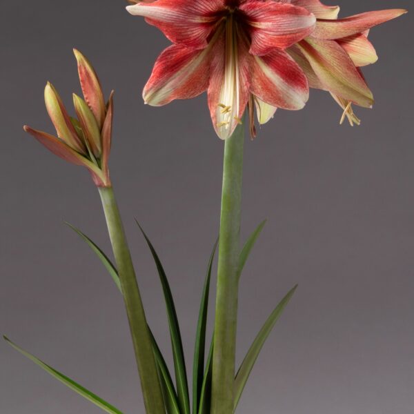 Image of the Opal Star Amaryllis - Potted with two tall stems. One stem features a large, fully bloomed, red and white flower with four petals, while the other stem has several partially opened buds. Green, elongated leaves extend upwards against a gray background.