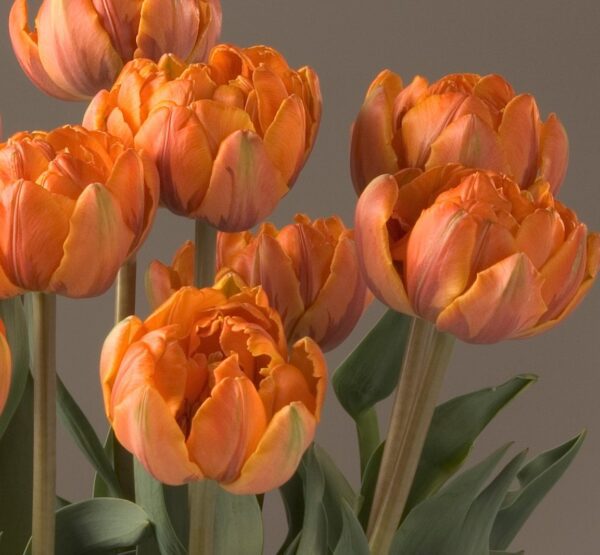 A close-up of several Orange Princess Potted Tulips showcases their vibrant hues and delicately layered petals, set against a neutral grey background. The double orange blossoms with green leaves and stems create a stunning contrast.