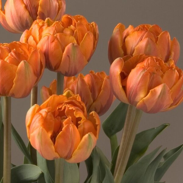 A close-up of several Orange Princess Potted Tulips showcases their vibrant hues and delicately layered petals, set against a neutral grey background. The double orange blossoms with green leaves and stems create a stunning contrast.