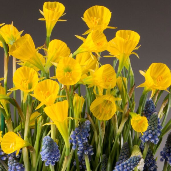 A vibrant bouquet of Oxford Gold Potted Daffodils is interspersed with clusters of small blue grape hyacinths. The flowers are densely arranged, creating a lively and colorful display against a plain gray background.