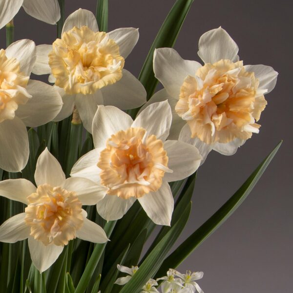 A close-up of several blooming Petit Four Potted Daffodils showcases their pale yellow petals and ruffled, peach-colored centers. The vibrant green leaves surround the flowers, with a few small white blossoms visible at the bottom of the arrangement against a plain grey background.