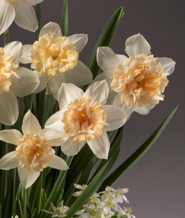 A close-up of several blooming Petit Four Potted Daffodils showcases their pale yellow petals and ruffled, peach-colored centers. The vibrant green leaves surround the flowers, with a few small white blossoms visible at the bottom of the arrangement against a plain grey background.