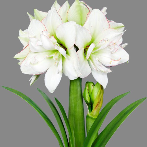 A close-up of a blooming Picobello Majesty Amaryllis flower set against a gray background. This white flower features multiple large, delicate petals with slight green and pink accents. Long, slender green leaves surround its base, and a budding bloom is visible on the stem.