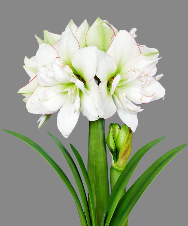 A close-up of a blooming Picobello Majesty Amaryllis flower set against a gray background. This white flower features multiple large, delicate petals with slight green and pink accents. Long, slender green leaves surround its base, and a budding bloom is visible on the stem.