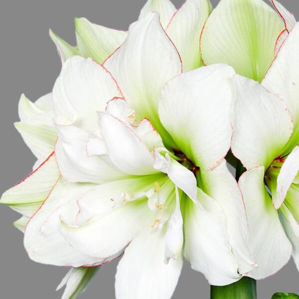 A close-up shot of the Picobello Majesty Amaryllis reveals light green accents at the throat of each petal, with a few delicate red edges on some petals. The solid grey background underscores the flower's intricate details and elegance.