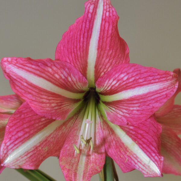 A close-up of the Pinkolo Amaryllis flower reveals its vibrant, distinct striped petals and pale green star-shaped center. The blurred background highlights the intricate details and textures of this stunning pink and white amaryllis.