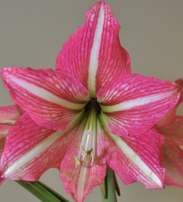 A close-up of the Pinkolo Amaryllis flower reveals its vibrant, distinct striped petals and pale green star-shaped center. The blurred background highlights the intricate details and textures of this stunning pink and white amaryllis.