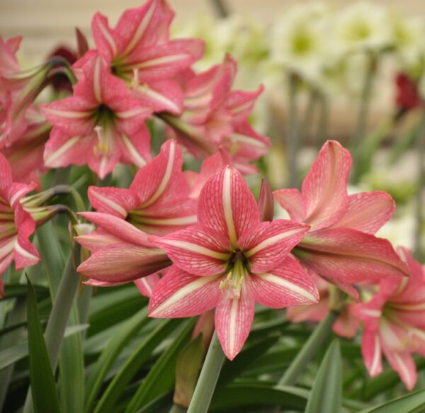 Close-up of the vibrant, pink and white striped Pinkolo Amaryllis flowers in full bloom, surrounded by lush green foliage. The background showcases additional Pinkolo Amaryllis blooms, adding depth to the image.