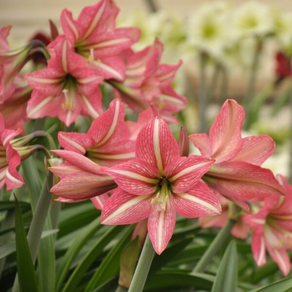 Close-up of the vibrant, pink and white striped Pinkolo Amaryllis flowers in full bloom, surrounded by lush green foliage. The background showcases additional Pinkolo Amaryllis blooms, adding depth to the image.