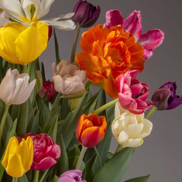 The Grand Potted Tulip Mix features an array of vibrant tulips in colors such as yellow, orange, pink, purple, white, and red, set against a neutral gray background. The lush blooms appear freshly cut, complemented by green leaves and stems that enhance the arrangement's fullness.