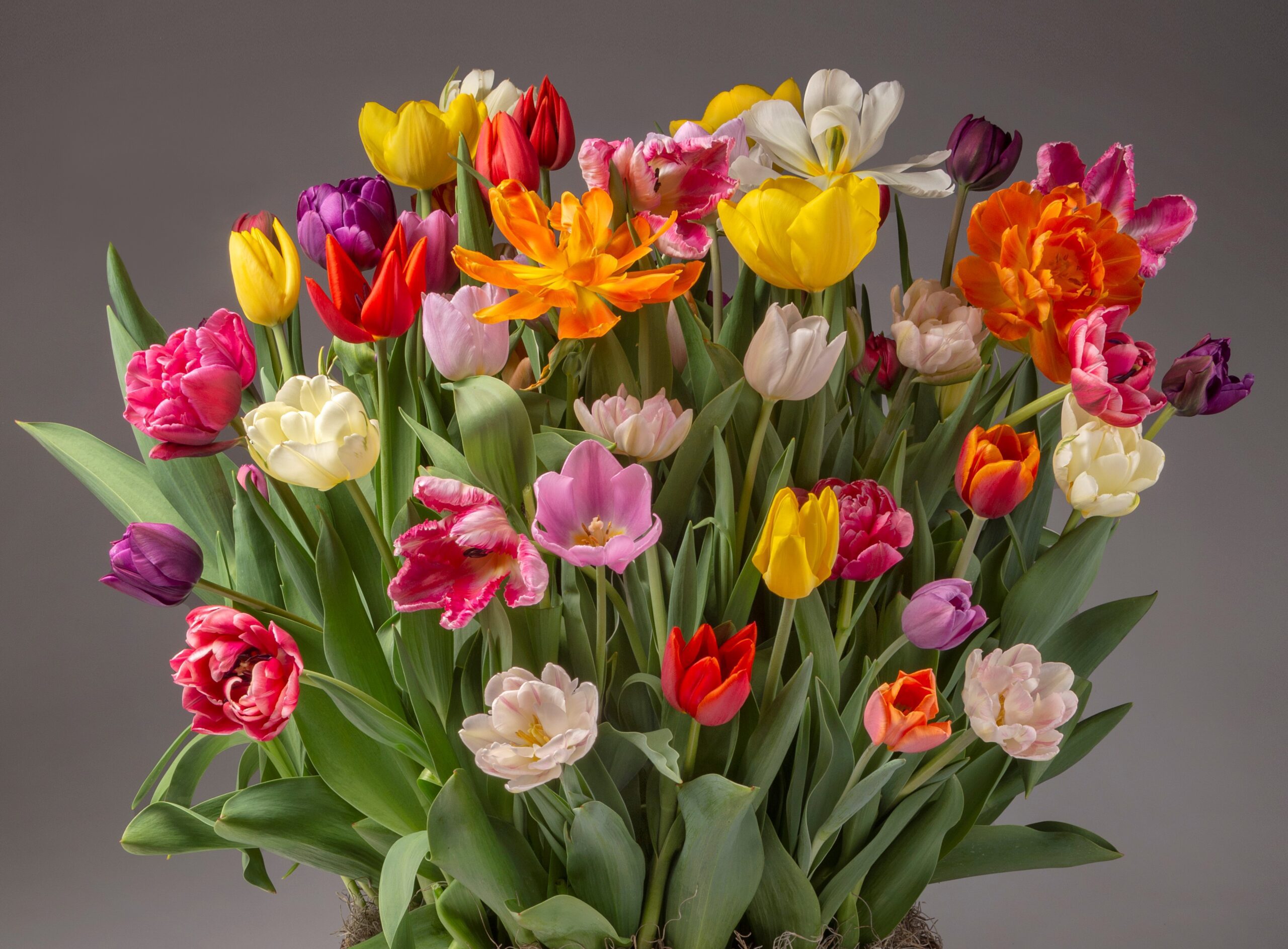 A vibrant bouquet of ﻿The Grand Potted Tulip Mix, featuring tulips in an array of colors including red, yellow, pink, white, orange, and purple. Nestled against a neutral grey background, these tulips are in full bloom with a beautiful mix of single and double-petaled varieties accompanied by lush green leaves.