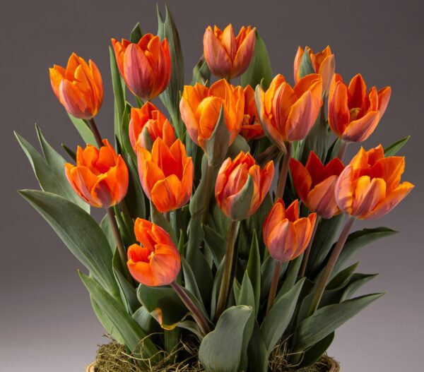 A bouquet of vibrant Princess Irene Potted Tulips with lush green leaves is artfully arranged in a pot. The flowers are in full bloom against a neutral gray background, highlighting their bright petals and natural beauty.