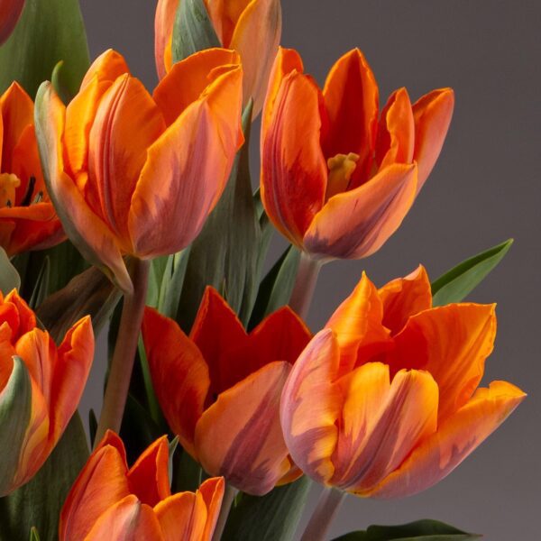 Close-up of the vivid orange Princess Irene Potted Tulips in full bloom set against a neutral gray background. The tulips feature striking petals with red accents and lush green leaves. Soft lighting accentuates the detailed textures of the flowers, lending a serene and elegant ambiance.