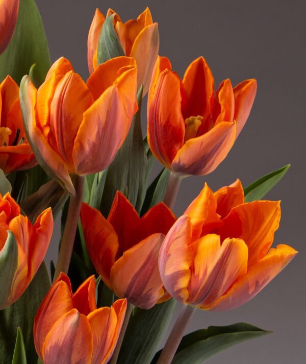 Close-up of the vivid orange Princess Irene Potted Tulips in full bloom set against a neutral gray background. The tulips feature striking petals with red accents and lush green leaves. Soft lighting accentuates the detailed textures of the flowers, lending a serene and elegant ambiance.