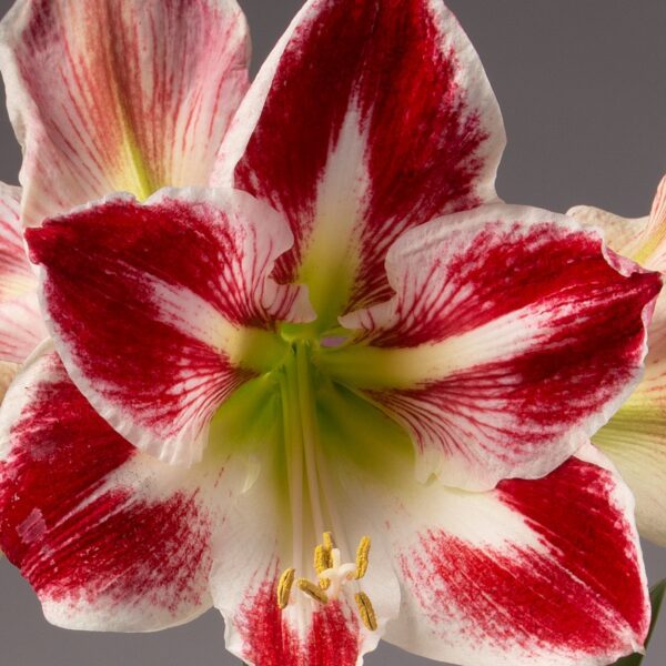 Close-up of a vibrant Razzle Dazzle Amaryllis - Bare Bulb, showcasing large red-and-white petals with a green center and yellow stamens. The petals feature distinct red veins radiating from the center, transitioning to white at the edges. The neutral background beautifully highlights the flower.