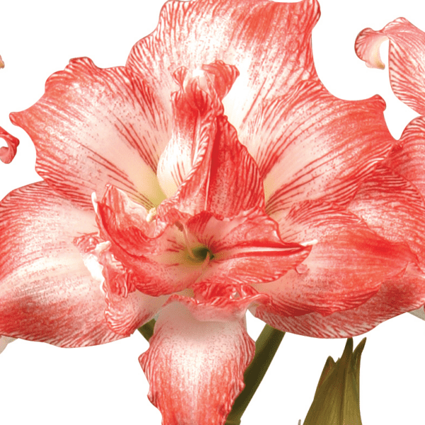 Close-up image of a Razzmatazz Amaryllis - Bare Bulb in full bloom, showcasing its vibrant red and white petals adorned with a striking striped pattern. The flower's intricate details, including delicate wavy edges and prominent central stamens, are highlighted against a muted background.