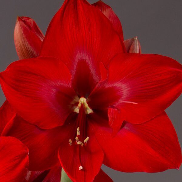 Close-up image of a vibrant Red Cream Amaryllis - Bare Bulb flower, showcasing its delicate petals and central stamens, against a neutral gray background.