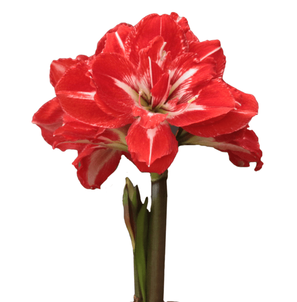 A detailed close-up of the vibrant Rock 'n Roll Amaryllis - Bare Bulb flower, showcasing its striking red petals adorned with white streaks. The blooms cluster elegantly on a robust green stem against a plain white background, with some buds yet to bloom.