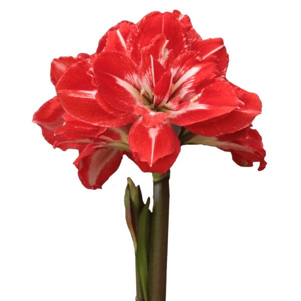 A vibrant red Rock 'n Roll Amaryllis - Bare Bulb flower in full bloom, showcasing large, round petals with striking white stripes. The flower is perched atop a tall green stem with several small buds emerging below it, all set against a plain white background.