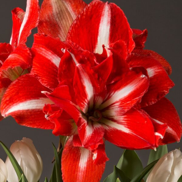 Close-up of vibrant red and white Rock 'n Roll Amaryllis - Bare Bulb flowers with striped petals, captured against a dark background. Several smaller white flowers with green leaves are partially visible at the bottom of the image.