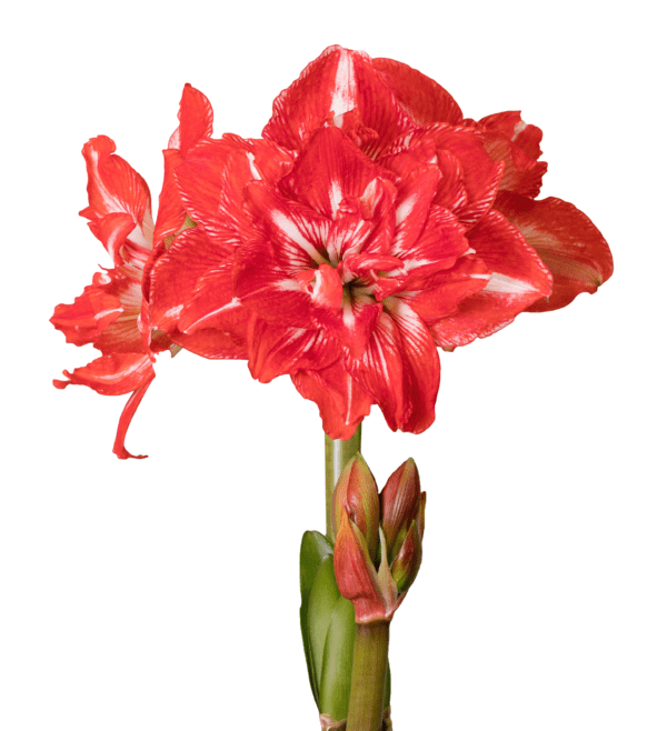 Close-up of a stunning Rock 'n Roll Amaryllis - Bare Bulb flower in full bloom, showcasing multiple large petals with intricate white accents. Vibrant green stems and emerging buds accompany the dazzling blossom, all set against a plain white background.