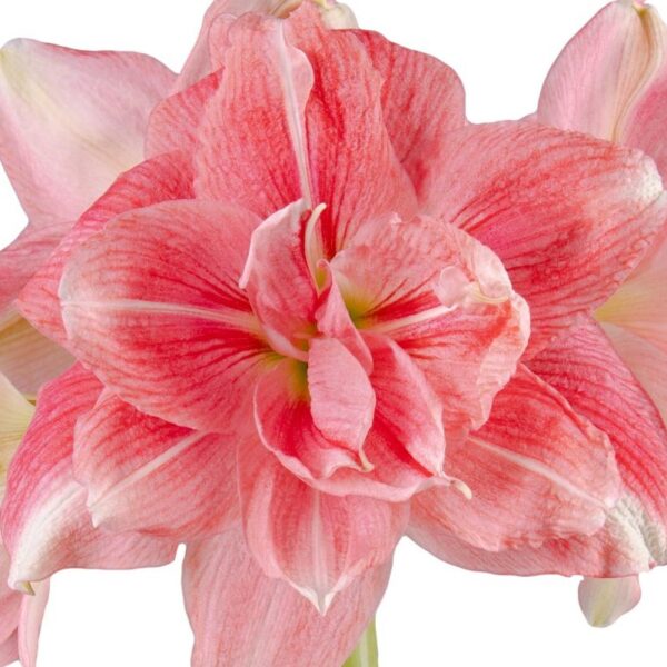 Close-up view of a vibrant pink Rozetta Amaryllis - Bare Bulb flower in full bloom, displaying multiple layers of petals with delicate white streaks. The petals are slightly ruffled, giving the flower a textured and rich appearance. The background is plain white, making the flower stand out.