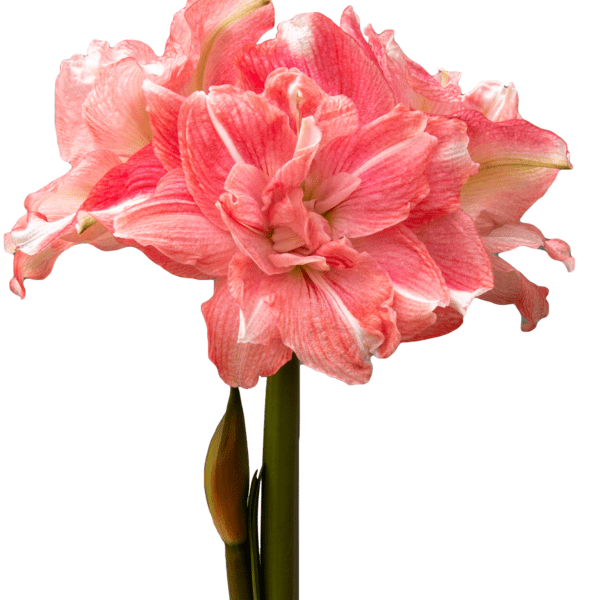 A close-up photo showcasing a blooming Rozetta Amaryllis - Bare Bulb, featuring multiple large, pink and white petals. The pristine white background enhances the vibrant colors of the flower. The green stem is clearly visible with a closed bud near the bottom of the image.