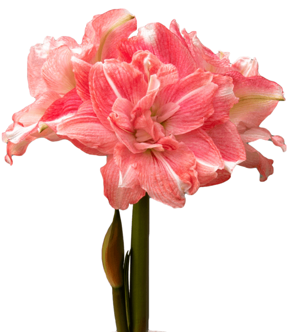 A close-up photo showcasing a blooming Rozetta Amaryllis - Bare Bulb, featuring multiple large, pink and white petals. The pristine white background enhances the vibrant colors of the flower. The green stem is clearly visible with a closed bud near the bottom of the image.