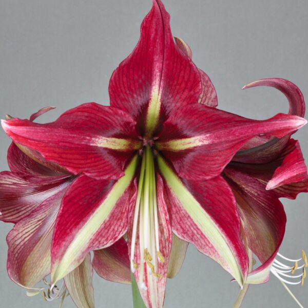 Close-up image of the vibrant Ruby Star Amaryllis flower showcasing its five prominent petals adorned with white and pale green streaks. Set against a neutral gray background, the intricate details and vivid colors of the bloom are beautifully highlighted.