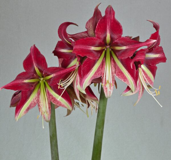 A close-up image of the Ruby Star Amaryllis flowers showcases their deep red petals adorned with white streaks and vibrant green centers. The long stamens and pistils of the blossoms stand out beautifully against a plain gray background.