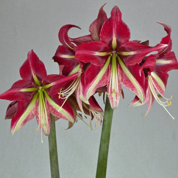 A close-up image of the Ruby Star Amaryllis flowers showcases their deep red petals adorned with white streaks and vibrant green centers. The long stamens and pistils of the blossoms stand out beautifully against a plain gray background.