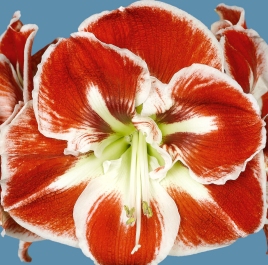 Close-up of a vibrant Samba Amaryllis - Bare Bulb flower in full bloom. The petals are a striking red with white edges and streaks, radiating from the greenish-white center. The background is a solid blue, highlighting the flower's vivid colors and intricate details.