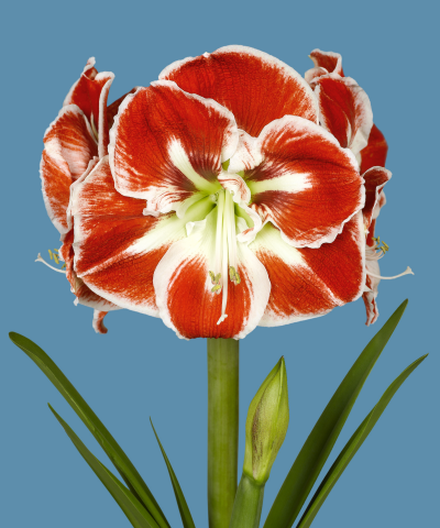 A vibrant Samba Amaryllis - Potted flower with striking red and white petals in full bloom against a solid blue background. The flower is supported by a green stalk with long, slender leaves and a budding flower.