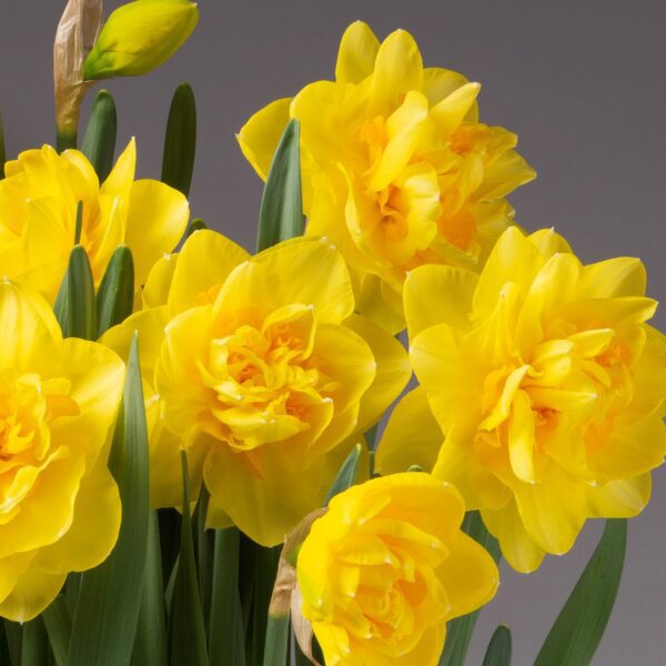 A close-up of several vibrant, yellow Sherborne Potted Daffodils against a plain gray background. The flowers are fully bloomed with their layered petals on display, accompanied by long, slender green leaves and a few unopened buds.