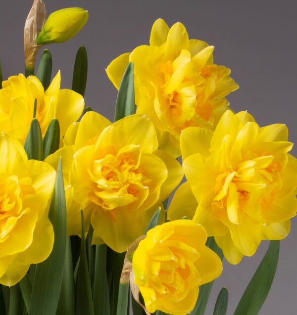 A close-up of several vibrant, yellow Sherborne Potted Daffodils against a plain gray background. The flowers are fully bloomed with their layered petals on display, accompanied by long, slender green leaves and a few unopened buds.