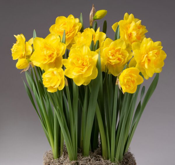 A cluster of vibrant yellow Sherborne Potted Daffodils with lush green stems and leaves stands against a plain gray background. The flowers are in full bloom, showcasing their ruffled petals, with a few buds still preparing to open. The base is adorned with light brown moss.