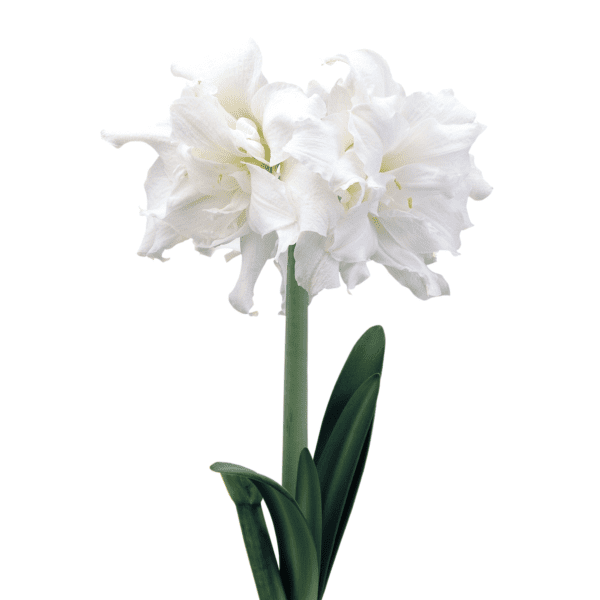 A Snow White Amaryllis - Bare Bulb produces a single magnificent flower with multiple delicate petals that bloom on a tall green stem, surrounded by long, slender green leaves. This stunning flower stands out beautifully against a plain white background.